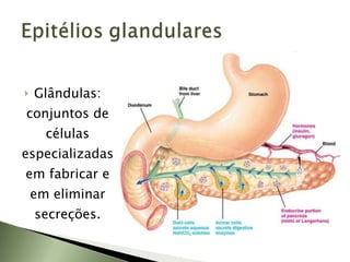 Glândulas: conjuntos de células especializadas em fabricar e em eliminar secreções. 