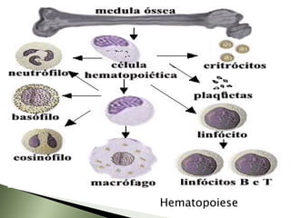 Hematopoiese 