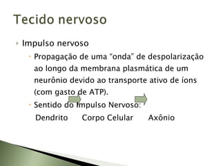 Impulso nervoso Propagação de uma “onda” de despolarização ao longo da membrana plasmática de um neurônio devido ao transporte ativo de íons (com gasto de ATP). Sentido do Impulso Nervoso: Dendrito   Corpo Celular   Axônio 