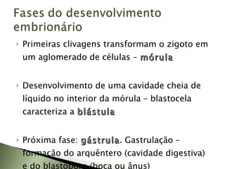 Primeiras clivagens transformam o zigoto em um aglomerado de células –  mórula Desenvolvimento de uma cavidade cheia de líquido no interior da mórula – blastocela caracteriza a  blástula Próxima fase:  gástrula . Gastrulação – formação do arquêntero (cavidade digestiva) e do blastóporo (boca ou ânus) 