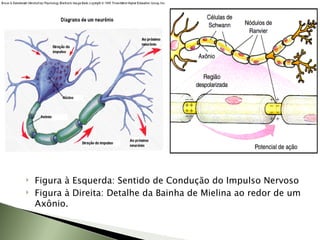 Figura à Esquerda: Sentido de Condução do Impulso Nervoso Figura à Direita: Detalhe da Bainha de Mielina ao redor de um Axônio. 