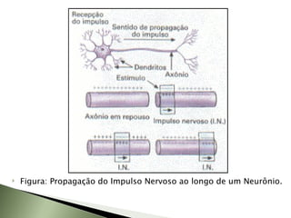 Figura: Propagação do Impulso Nervoso ao longo de um Neurônio. 