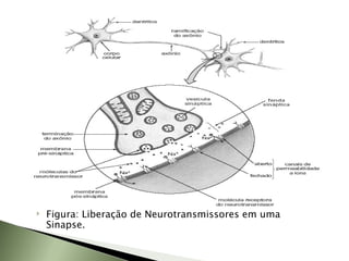 Figura: Liberação de Neurotransmissores em uma Sinapse. 