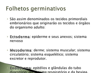 São assim denominados os tecidos primordiais embrionários que originarão os tecidos e órgãos do organismo adulto: Ectoderma : epiderme e seus anexos; sistema nervoso Mesoderma : derme; sistema muscular; sistema circulatório; sistema esquelético; sistema excretor e reprodutor. Endoderma : epitélios e glândulas do tubo digestório; do sistema respiratório e da bexiga. 