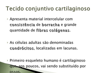 Apresenta material intercelular com  consistência   de  borracha   e grande quantidade de  fibras   colágenas . As células adultas são denominadas  condrócitos , localizadas em lacunas. Primeiro esqueleto humano é cartilaginoso que, aos poucos, vai sendo substituído por ossos. 