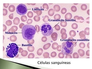 Células sanguíneas 