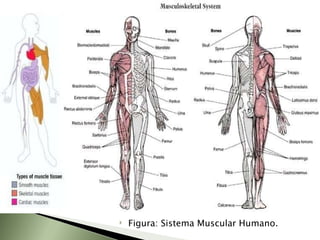 Figura: Sistema Muscular Humano. 