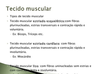 Tipos de tecido muscular Tecido muscular  estriado   esquelético: com fibras plurinucleadas, estrias transversais e contração rápida e voluntária. Ex: Bíceps, Tríceps etc. Tecido muscular  estriado   cardíaco : com fibras plurinucleadas, estrias transversais e contração rápida e involuntária. Ex: Miocárdio Tecido muscular  liso : com fibras uninucleadas sem estrias e com contração lenta e involuntária. Ex. Revestimento de órgãos ocos (tubo digestório, brônquios e bronquíolos, vasos sanguíneos, útero). 