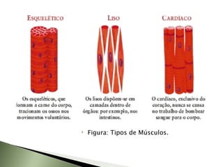 Figura: Tipos de Músculos. 