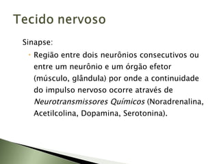 Sinapse:  Região entre dois neurônios consecutivos ou entre um neurônio e um órgão efetor (músculo, glândula) por onde a continuidade do impulso nervoso ocorre através de  Neurotransmissores Químicos  (Noradrenalina, Acetilcolina, Dopamina, Serotonina). 