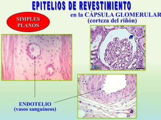 en la CÁPSULA GLOMERULAR
 SIMPLES                    (corteza del riñón)
 PLANOS




  ENDOTELIO
(vasos sanguíneos)
 