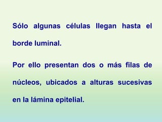 Sólo algunas células llegan hasta el

borde luminal.

Por ello presentan dos o más filas de

núcleos, ubicados a alturas sucesivas

en la lámina epitelial.
 