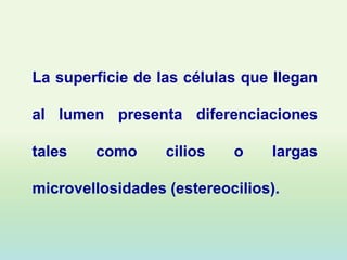 La superficie de las células que llegan

al lumen presenta diferenciaciones

tales   como      cilios   o    largas

microvellosidades (estereocilios).
 