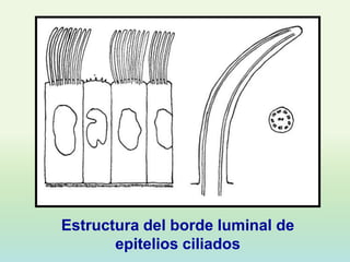 Estructura del borde luminal de
       epitelios ciliados
 