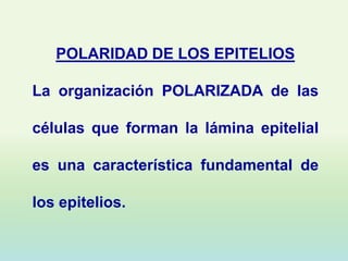 POLARIDAD DE LOS EPITELIOS

La organización POLARIZADA de las

células que forman la lámina epitelial

es una característica fundamental de

los epitelios.
 