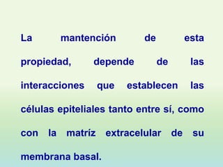 La      mantención         de             esta

propiedad,      depende         de         las

interacciones     que   establecen         las

células epiteliales tanto entre sí, como

con   la matríz    extracelular      de    su

membrana basal.
 