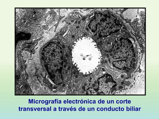 Micrografía electrónica de un corte
transversal a través de un conducto biliar
 
