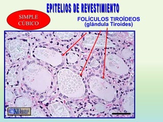 SIMPLE   FOLÍCULOS TIROÍDEOS
CÚBICO     (glándula Tiroides)
 