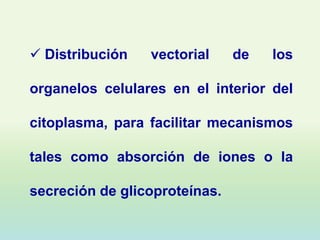 Distribución   vectorial     de   los

organelos celulares en el interior del

citoplasma, para facilitar mecanismos

tales como absorción de iones o la

secreción de glicoproteínas.
 
