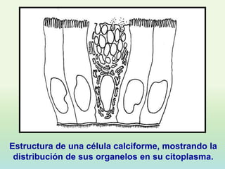 Estructura de una célula calciforme, mostrando la
 distribución de sus organelos en su citoplasma.
 
