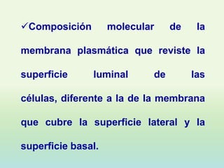 Composición        molecular    de    la

membrana plasmática que reviste la

superficie     luminal      de        las

células, diferente a la de la membrana

que cubre la superficie lateral y la

superficie basal.
 