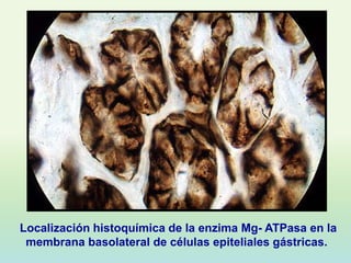 Localización histoquímica de la enzima Mg- ATPasa en la
 membrana basolateral de células epiteliales gástricas.
 