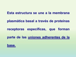 Esta estructura se une a la membrana

plasmática basal a través de proteínas

receptoras específicas, que forman

parte de las uniones adherentes de la

base.
 