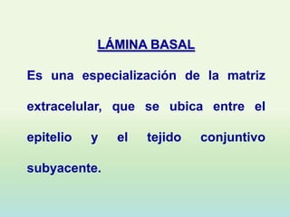LÁMINA BASAL

Es una especialización de la matriz

extracelular, que se ubica entre el

epitelio   y   el   tejido   conjuntivo

subyacente.
 