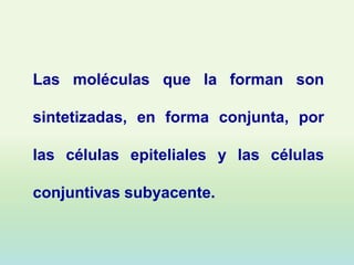 Las moléculas que la forman son

sintetizadas, en forma conjunta, por

las células epiteliales y las células

conjuntivas subyacente.
 