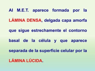 Al M.E.T. aparece formada por la

LÁMINA DENSA, delgada capa amorfa

que sigue estrechamente el contorno

basal de la célula y que aparece

separada de la superficie celular por la

LÁMINA LÚCIDA.
 