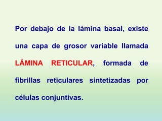 Por debajo de la lámina basal, existe

una capa de grosor variable llamada

LÁMINA    RETICULAR,     formada   de

fibrillas reticulares sintetizadas por

células conjuntivas.
 