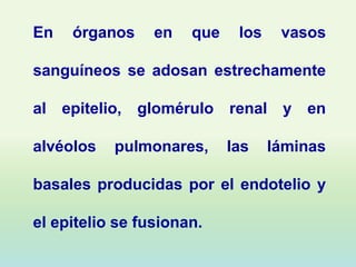 En   órganos     en   que    los    vasos

sanguíneos se adosan estrechamente

al epitelio, glomérulo renal y en

alvéolos   pulmonares,      las    láminas

basales producidas por el endotelio y

el epitelio se fusionan.
 