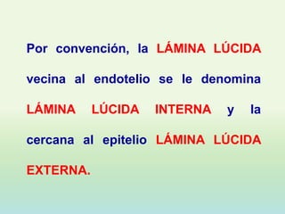 Por convención, la LÁMINA LÚCIDA

vecina al endotelio se le denomina

LÁMINA     LÚCIDA   INTERNA   y   la

cercana al epitelio LÁMINA LÚCIDA

EXTERNA.
 