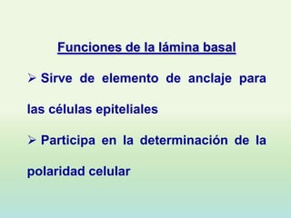 Funciones de la lámina basal

 Sirve de elemento de anclaje para

las células epiteliales

 Participa en la determinación de la

polaridad celular
 