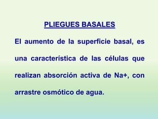 PLIEGUES BASALES

El aumento de la superficie basal, es

una característica de las células que

realizan absorción activa de Na+, con

arrastre osmótico de agua.
 