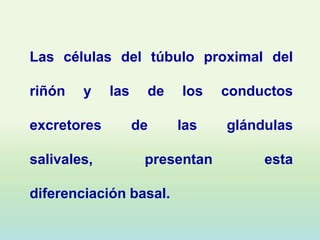 Las células del túbulo proximal del

riñón   y    las    de   los    conductos

excretores         de    las    glándulas

salivales,          presentan        esta

diferenciación basal.
 
