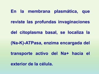 En la membrana plasmática, que

reviste las profundas invaginaciones

del citoplasma basal, se localiza la

(Na-K)-ATPasa, enzima encargada del

transporte activo del Na+ hacia el

exterior de la célula.
 