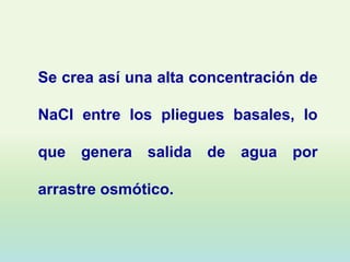 Se crea así una alta concentración de

NaCl entre los pliegues basales, lo

que genera salida de agua por

arrastre osmótico.
 