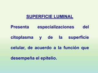 SUPERFICIE LUMINAL

Presenta     especializaciones      del

citoplasma   y   de      la   superficie

celular, de acuerdo a la función que

desempeña el epitelio.
 