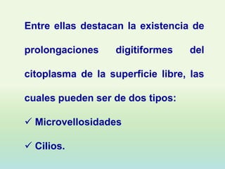 Entre ellas destacan la existencia de

prolongaciones     digitiformes   del

citoplasma de la superficie libre, las

cuales pueden ser de dos tipos:

 Microvellosidades

 Cilios.
 