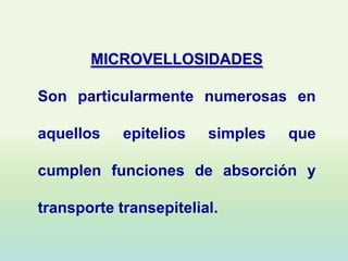MICROVELLOSIDADES

Son particularmente numerosas en

aquellos    epitelios   simples   que

cumplen funciones de absorción y

transporte transepitelial.
 