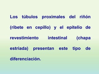 Los túbulos proximales del riñón

(ribete en cepillo) y el epitelio de

revestimiento     intestinal    (chapa

estriada)   presentan   este   tipo   de

diferenciación.
 