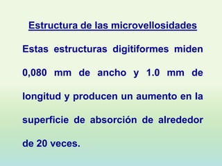 Estructura de las microvellosidades

Estas estructuras digitiformes miden

0,080 mm de ancho y 1.0 mm de

longitud y producen un aumento en la

superficie de absorción de alrededor

de 20 veces.
 
