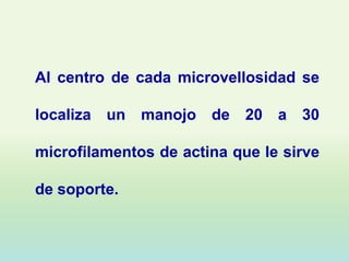 Al centro de cada microvellosidad se

localiza un manojo de 20 a 30

microfilamentos de actina que le sirve

de soporte.
 
