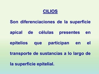 CILIOS

Son diferenciaciones de la superficie

apical      de    células       presentes   en

epitelios        que     participan    en   el

transporte de sustancias a lo largo de

la superficie epitelial.
 