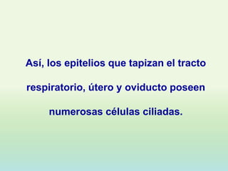 Así, los epitelios que tapizan el tracto

respiratorio, útero y oviducto poseen

     numerosas células ciliadas.
 