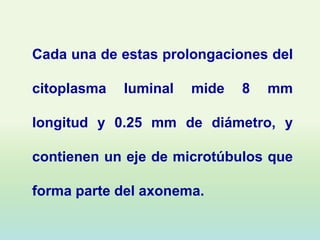 Cada una de estas prolongaciones del

citoplasma   luminal   mide   8   mm

longitud y 0.25 mm de diámetro, y

contienen un eje de microtúbulos que

forma parte del axonema.
 