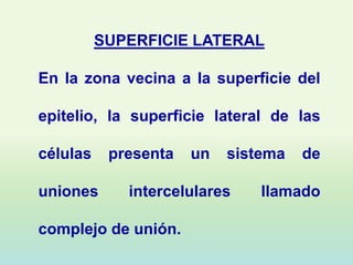 SUPERFICIE LATERAL

En la zona vecina a la superficie del

epitelio, la superficie lateral de las

células    presenta   un   sistema   de

uniones      intercelulares    llamado

complejo de unión.
 