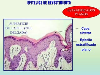 ESTRATIFICADOS
                       PLANOS

  SUPERFICIE
DE LA PIEL (PIEL          Capa
  DELGADA)               córnea

                         Epitelio
                       estratificado
                           plano
 