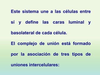 Este sistema une a las células entre

sí y define las caras luminal y

basolateral de cada célula.

El complejo de unión está formado

por la asociación de tres tipos de

uniones intercelulares:
 